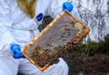 Varroa workshops on the way