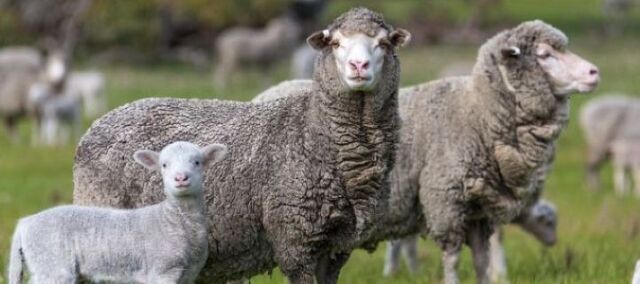 ewe_471604_01