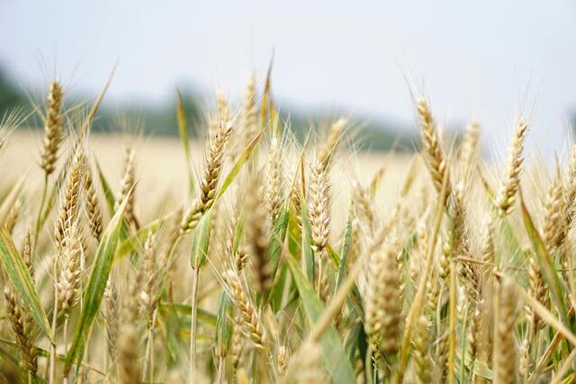 wheat_475663_01