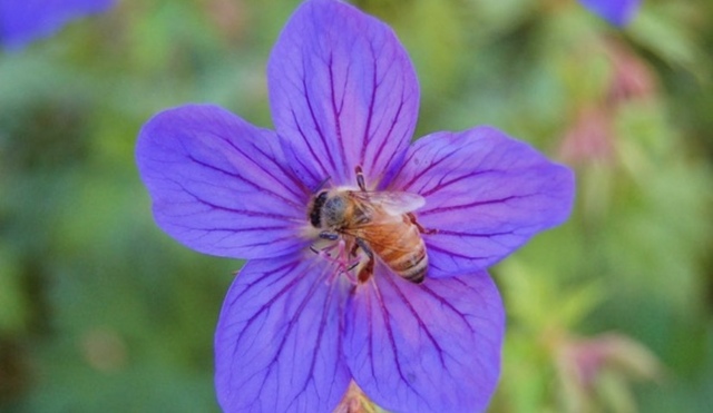 Updated tool aids growers protect pollinators and beneficial insects