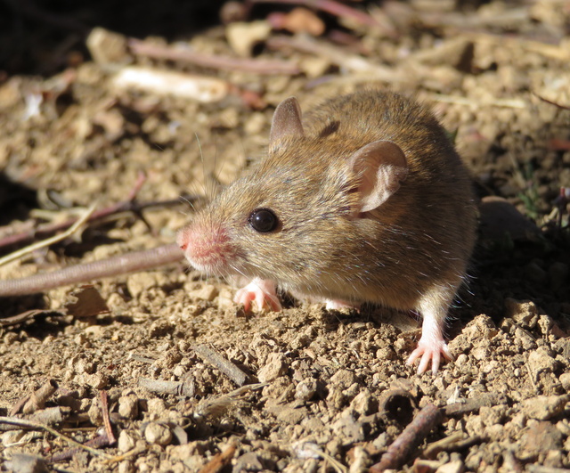GrainMice_466442_02