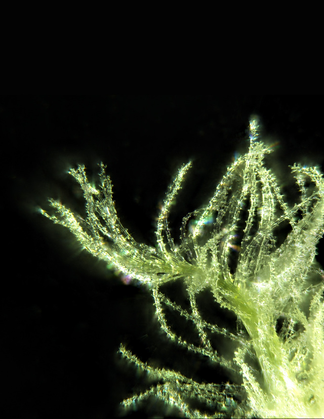 UniAdWheat_514085_01