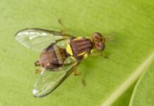 Ceduna declared fruit fly free