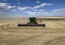 Grain production predicted to improve