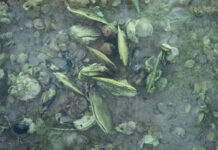 Shucking to support reefs