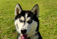 Old Dog, New Tricks: No parking