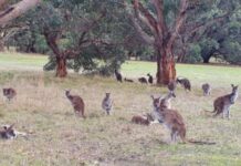 Kangaroo supports welcomed