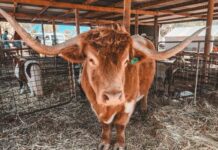 Community urged to get involved with ‘Flat show