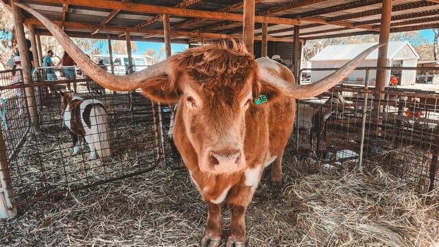 YallundaFl_521646_01