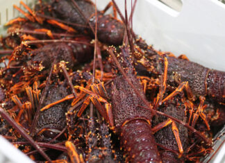 Cray pot ban disputed