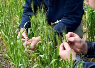 What’s in a word? ‘Resilience’ a burden for farmers