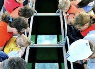 Take a look under the sea