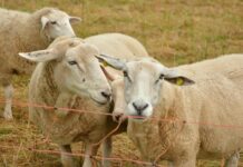 Voices needed for review